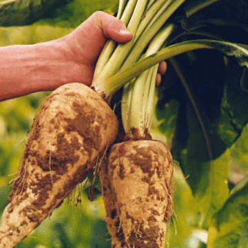 image 15 BENEO ได้รับการอนุมัติจากสำนักงานคณะกรรมการอาหารและยาของไทยยืนยันคุณประโยชน์พรีไบโอติกในผลิตภัณฑ์เป็นรายแรก